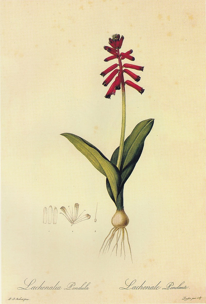 Lachenalia bulbifera